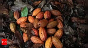 Amul chocolates may get costlier as rising cocoa prices bite - Times of India